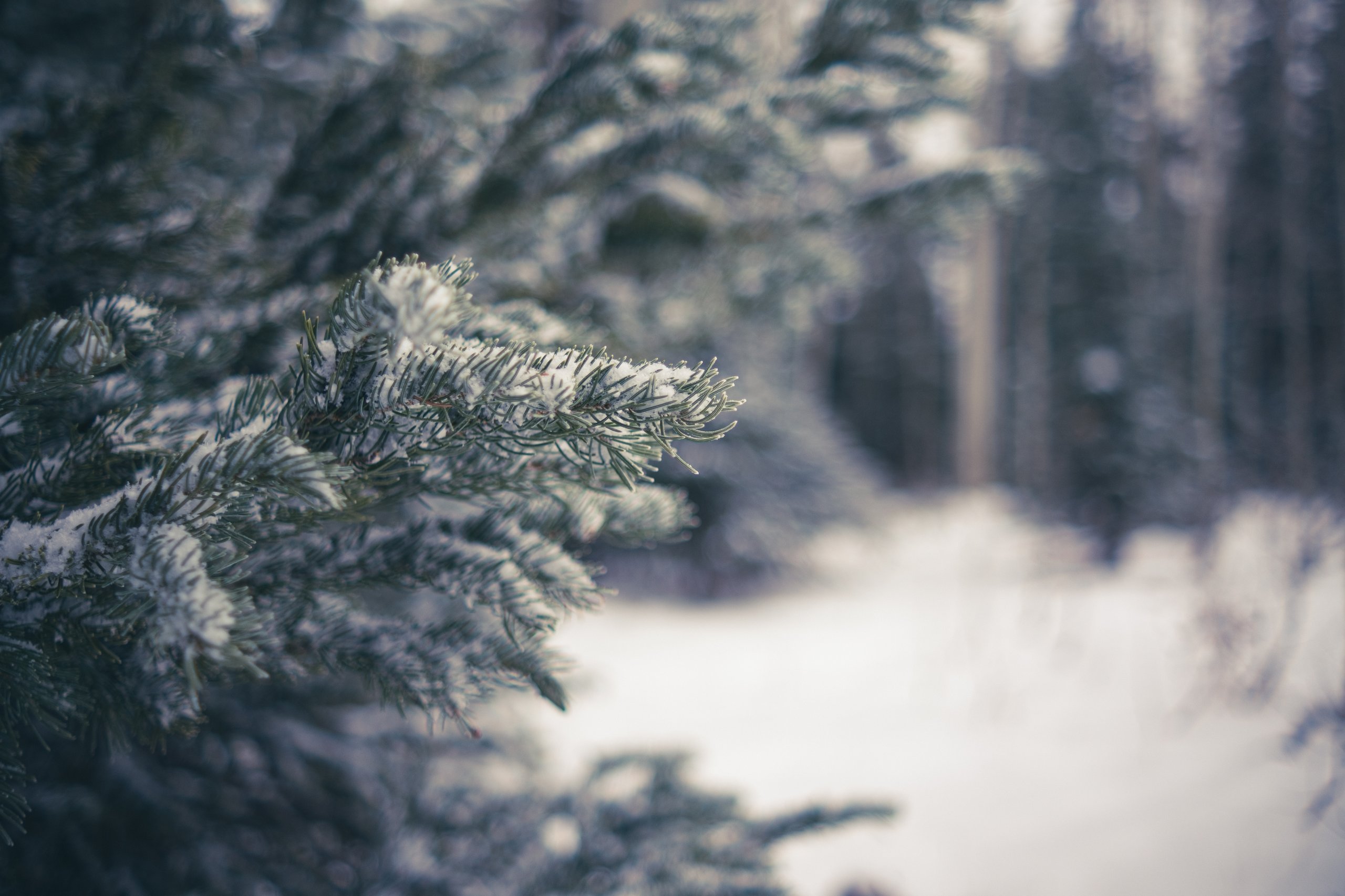 Landscape & Wilderness photograph by Craig Goodwin