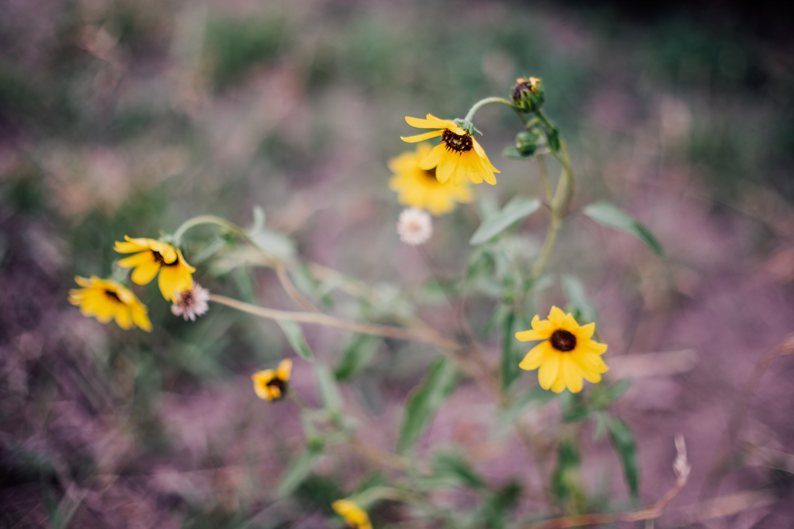 Landscape & Wilderness photograph by Craig Goodwin