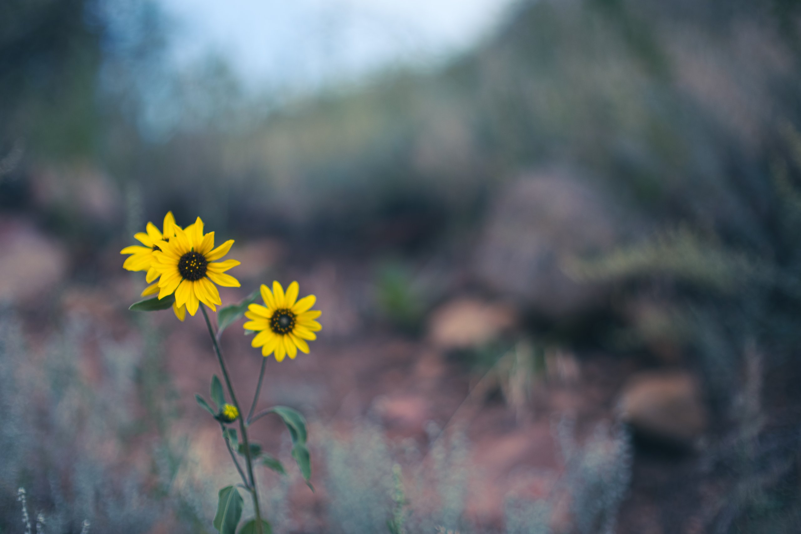 Landscape & Wilderness photograph by Craig Goodwin