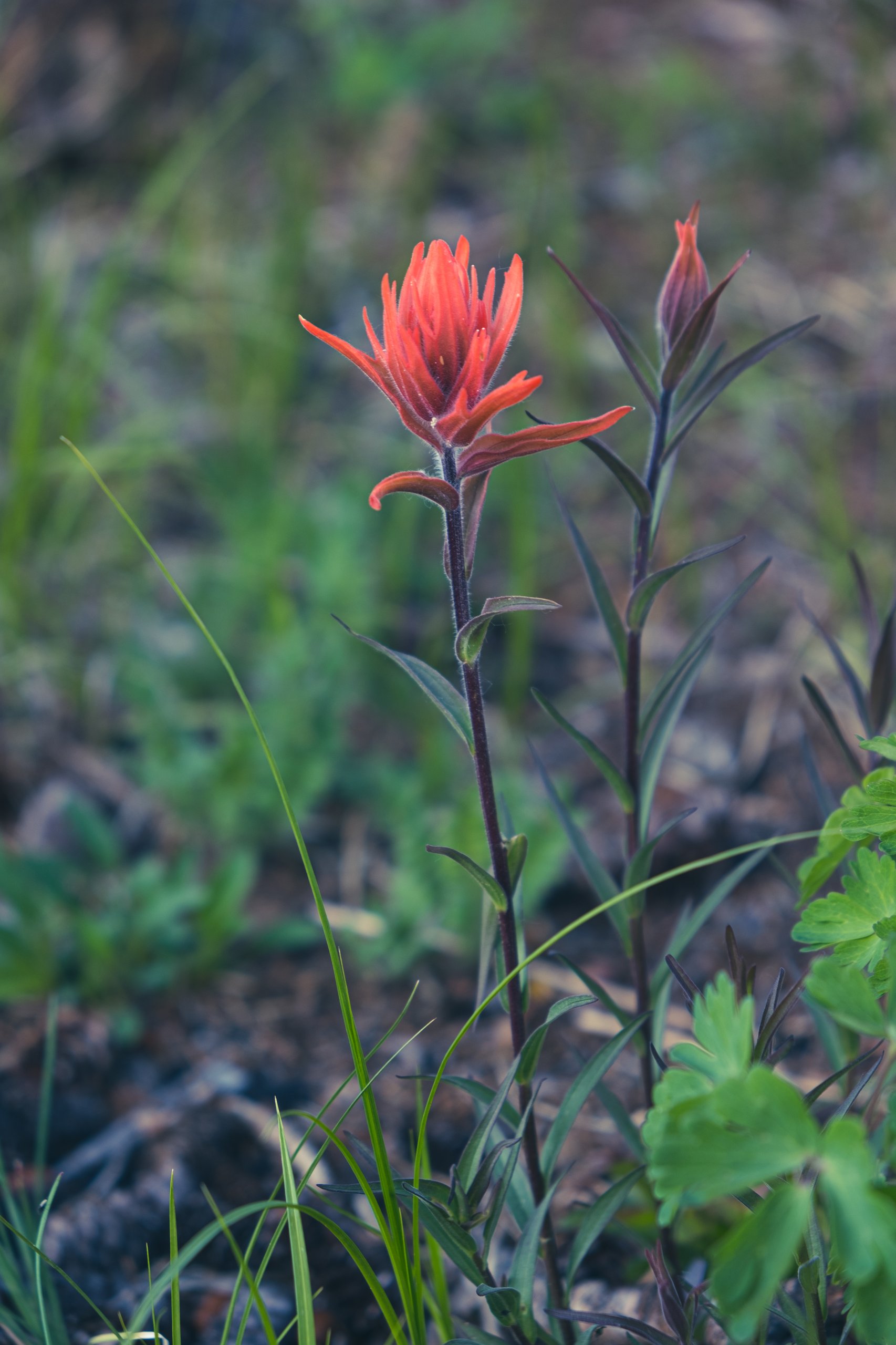 Landscape & Wilderness photograph by Craig Goodwin