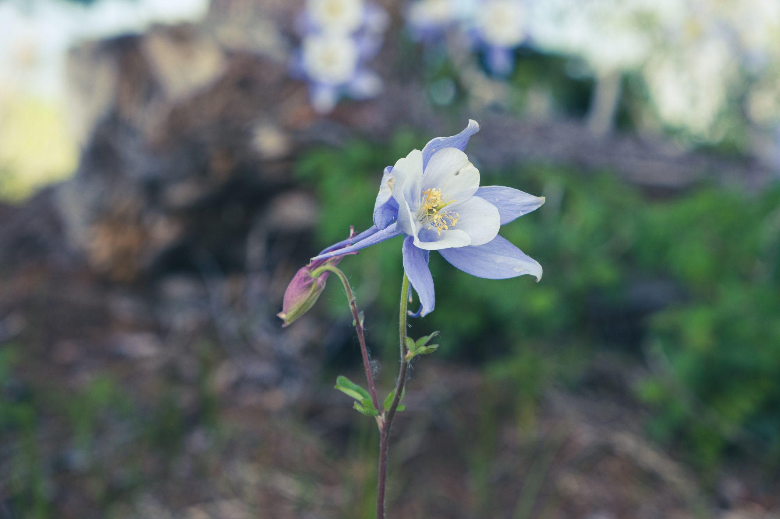 Landscape & Wilderness photograph by Craig Goodwin