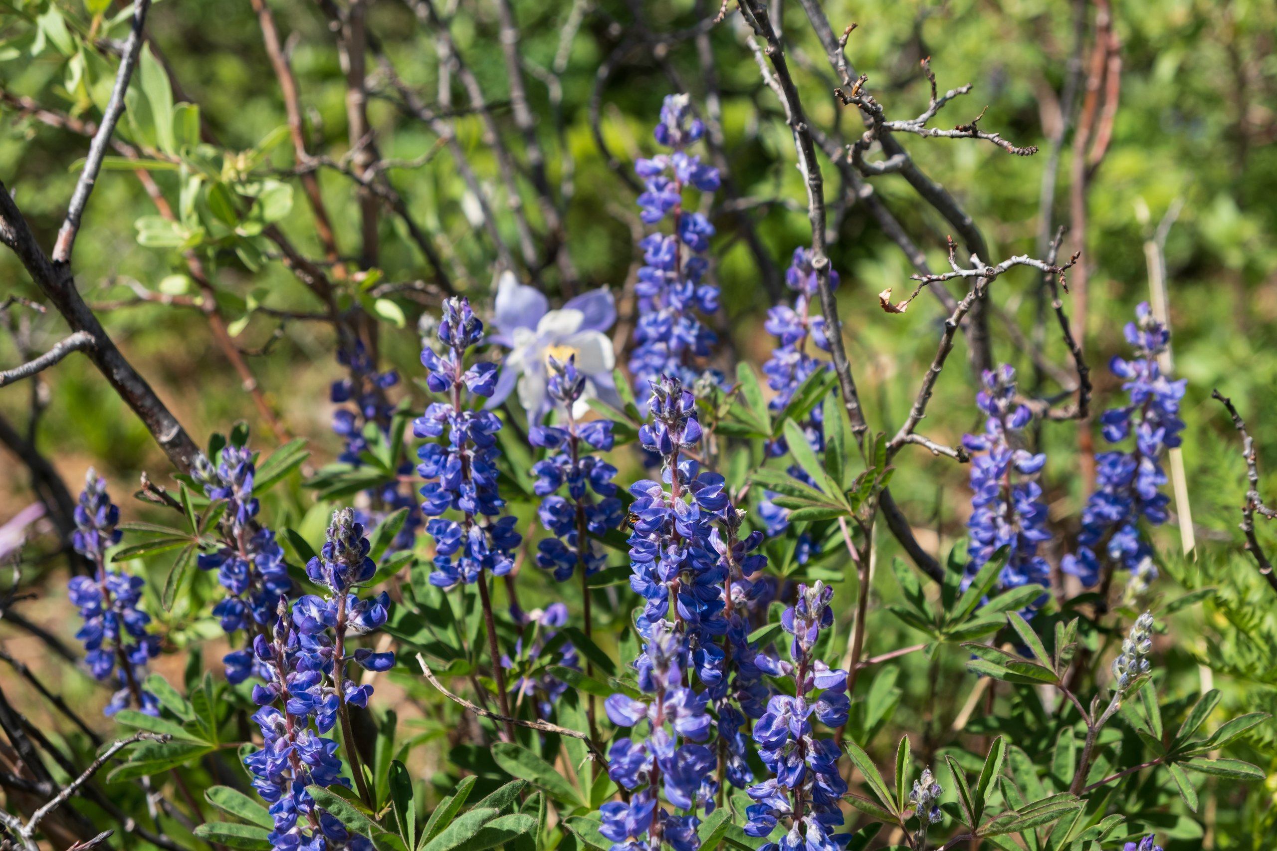 Landscape & Wilderness photograph by Craig Goodwin