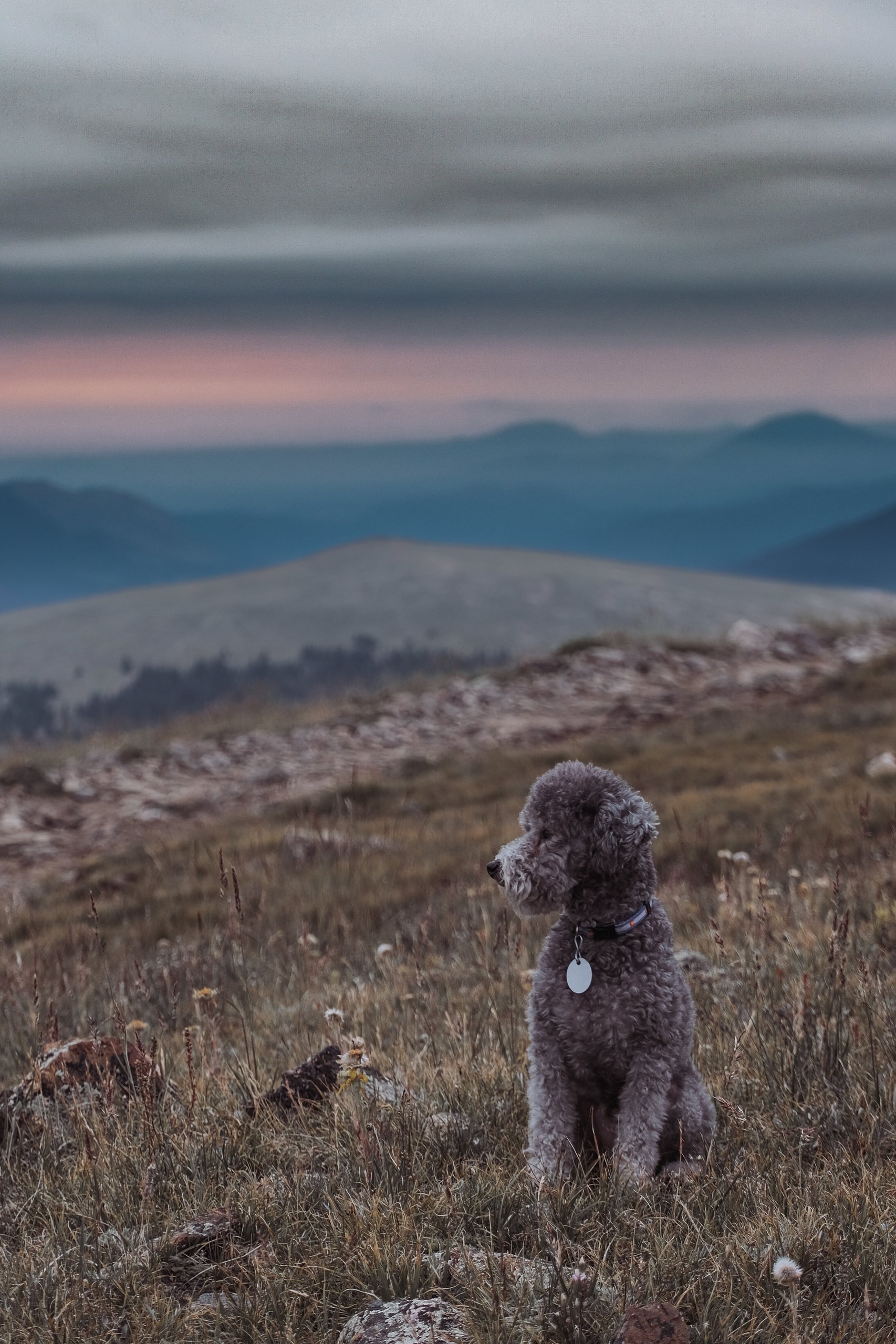 Wildlife photograph by Craig Goodwin
