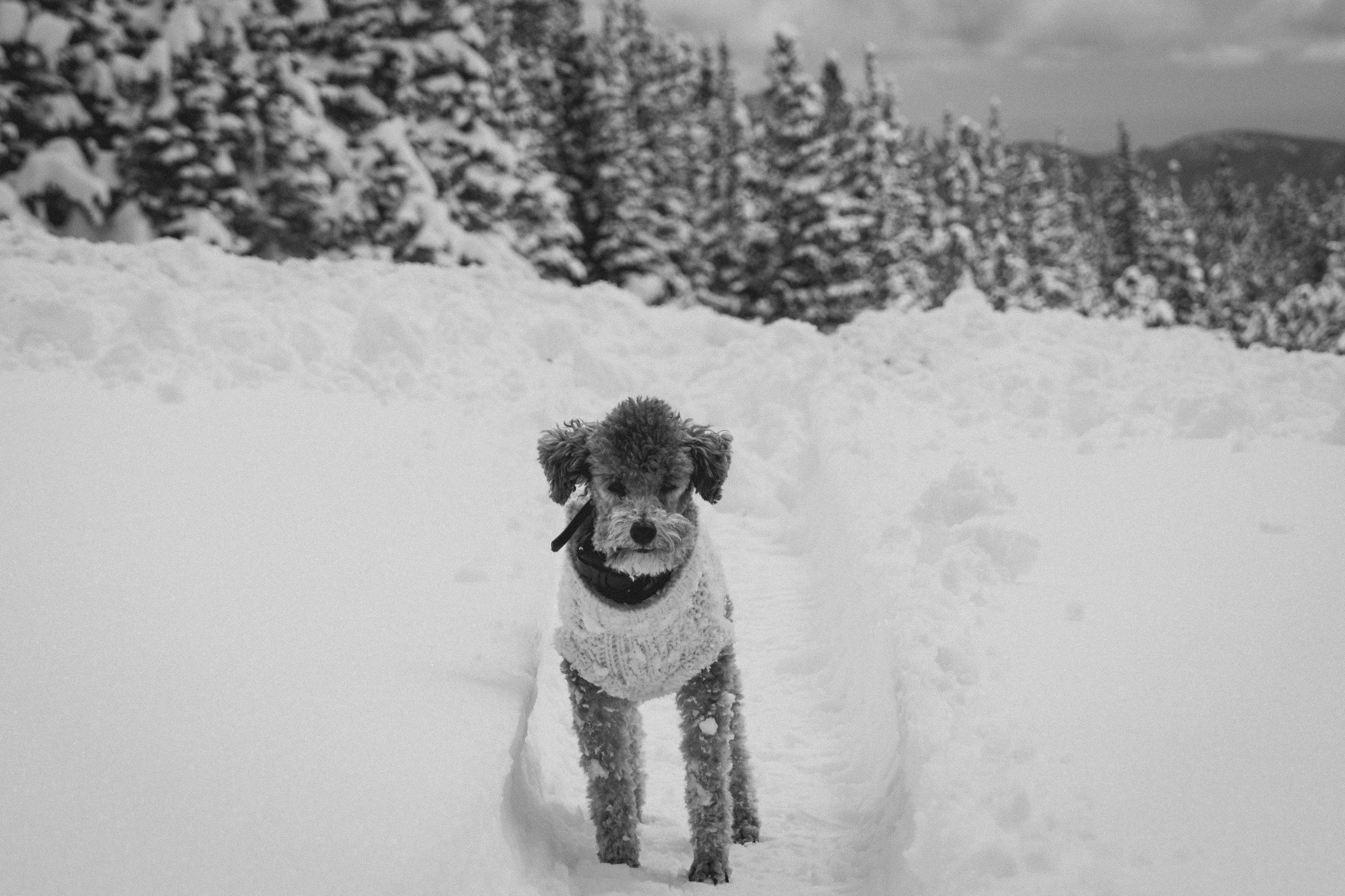 Wildlife photograph by Craig Goodwin