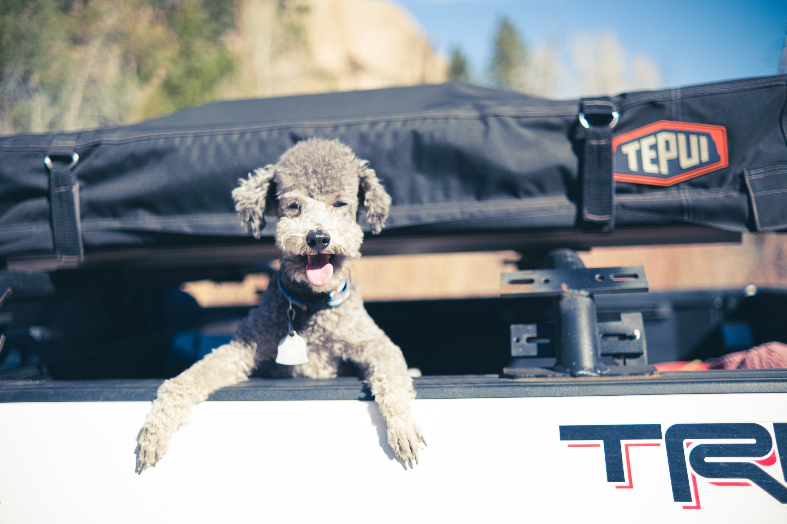 Wildlife photograph by Craig Goodwin