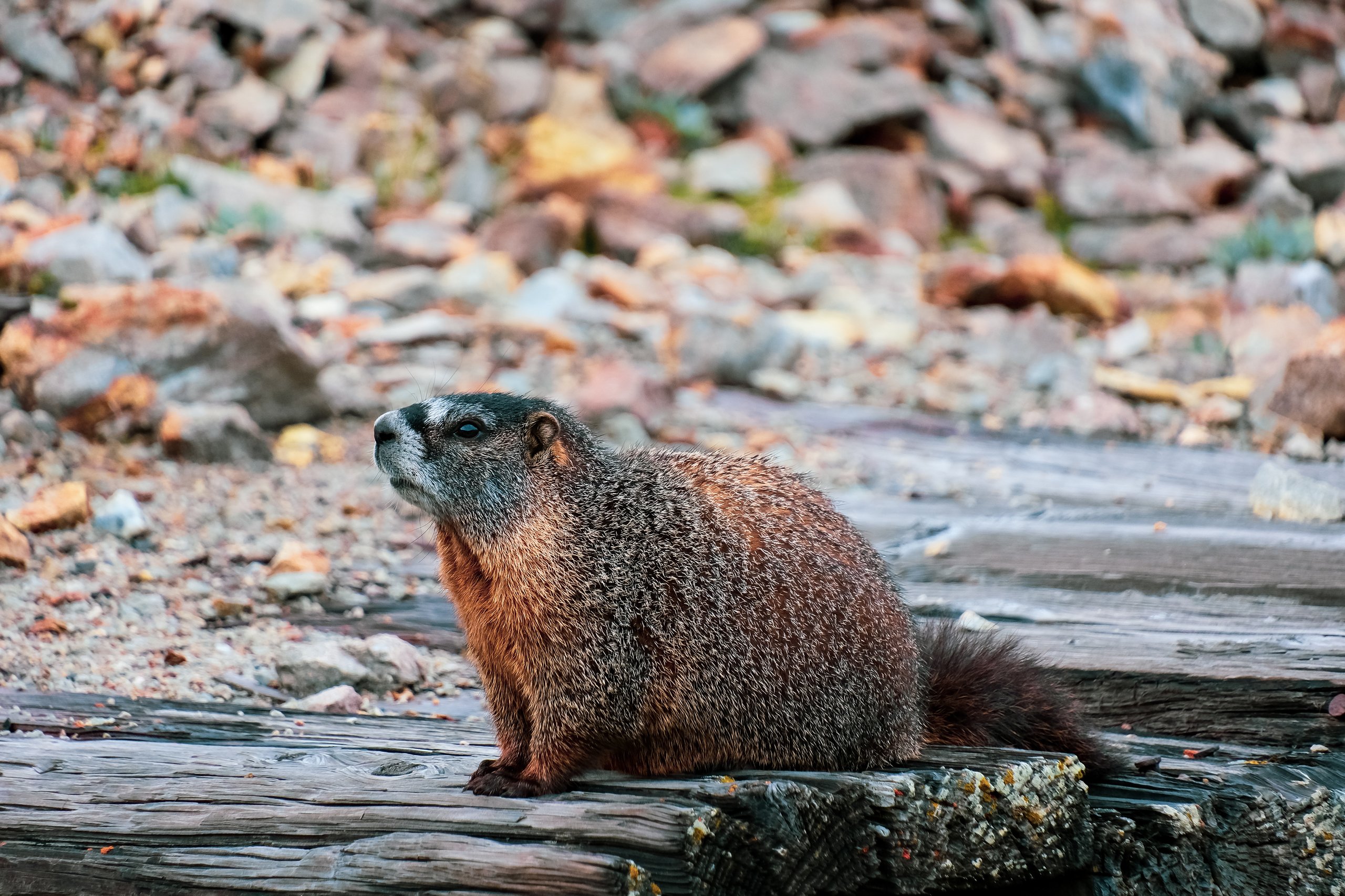 Wildlife photograph by Craig Goodwin