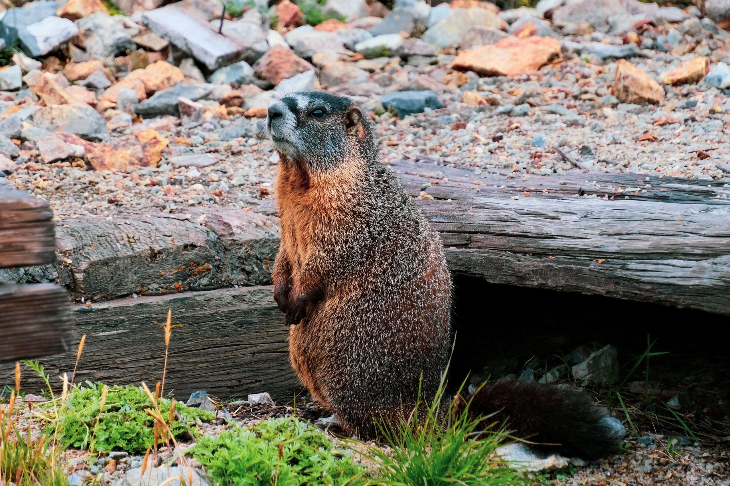 Wildlife photograph by Craig Goodwin