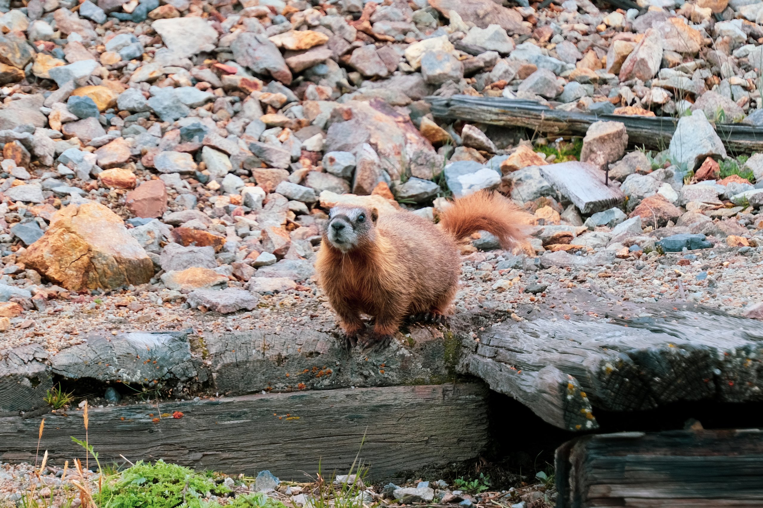 Wildlife photograph by Craig Goodwin