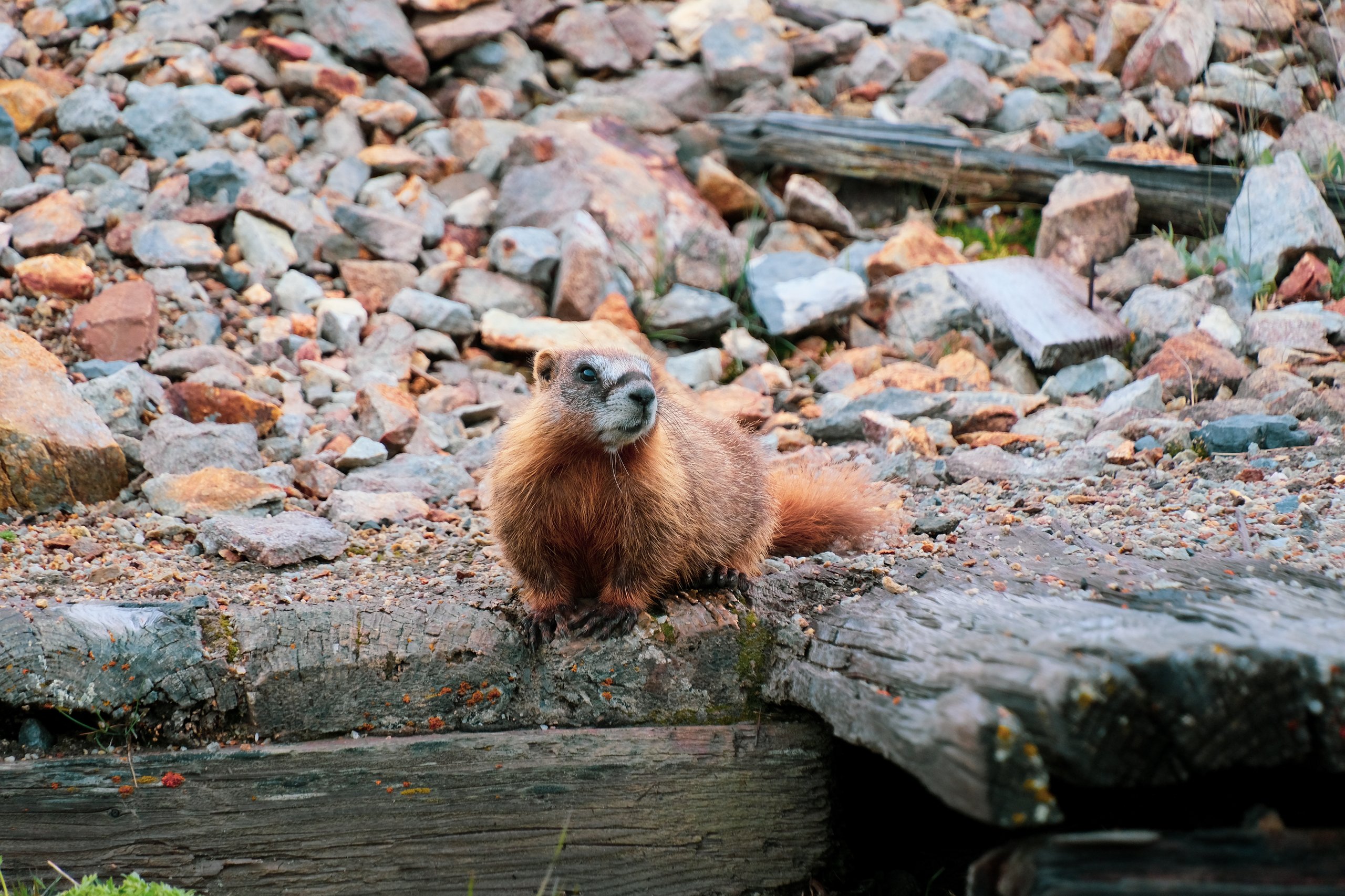 Wildlife photograph by Craig Goodwin
