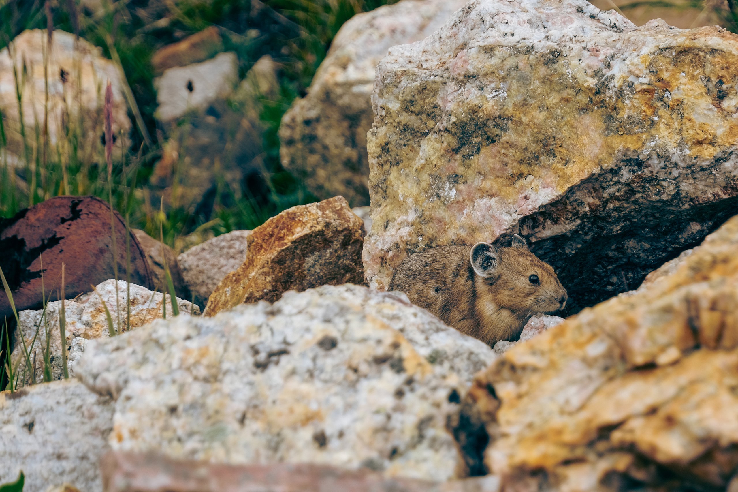 Wildlife photograph by Craig Goodwin