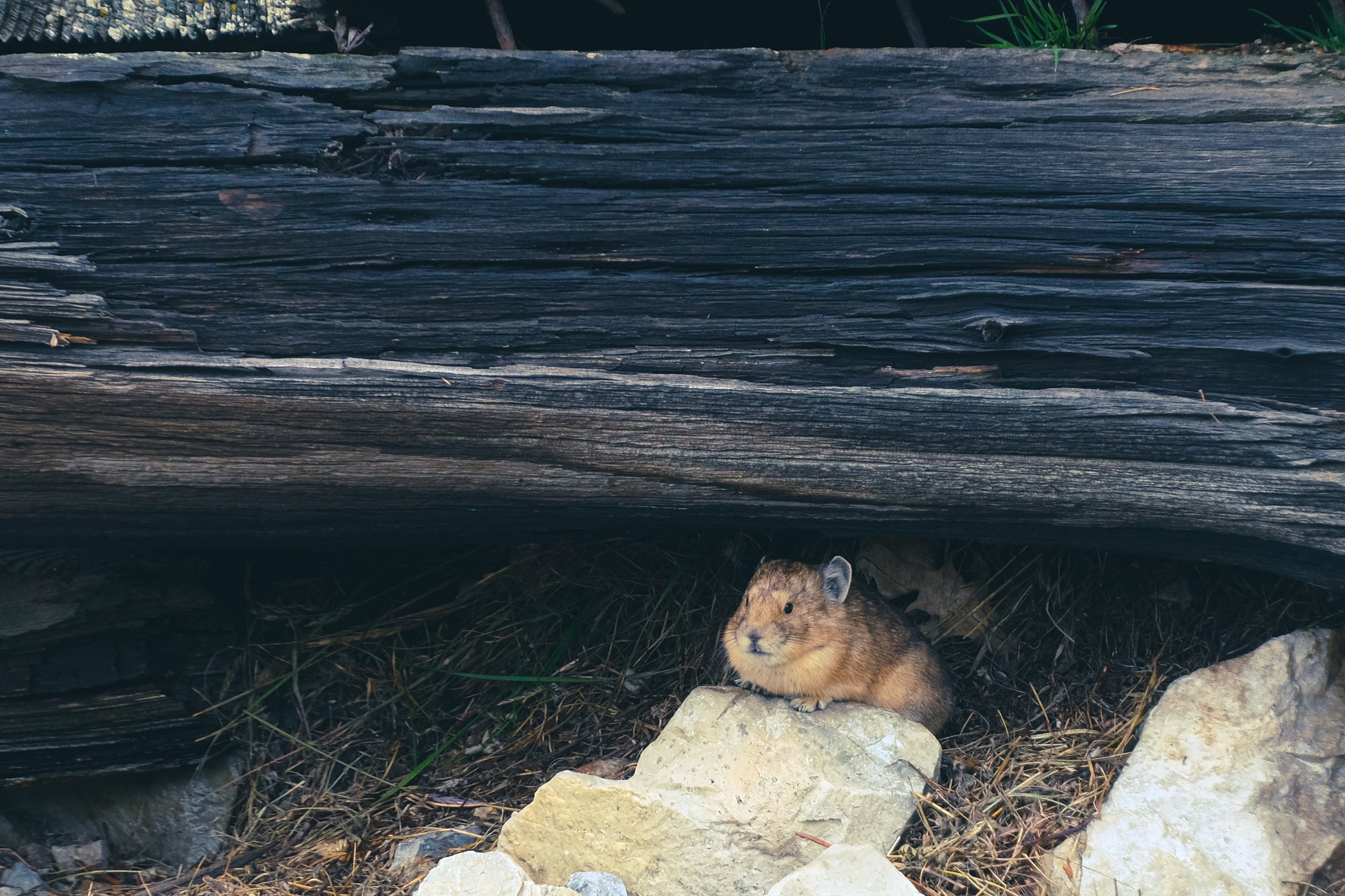 Wildlife photograph by Craig Goodwin