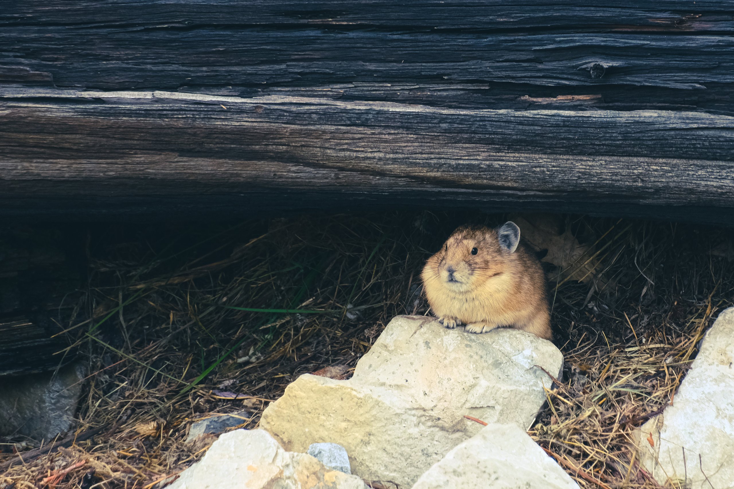 Wildlife photograph by Craig Goodwin