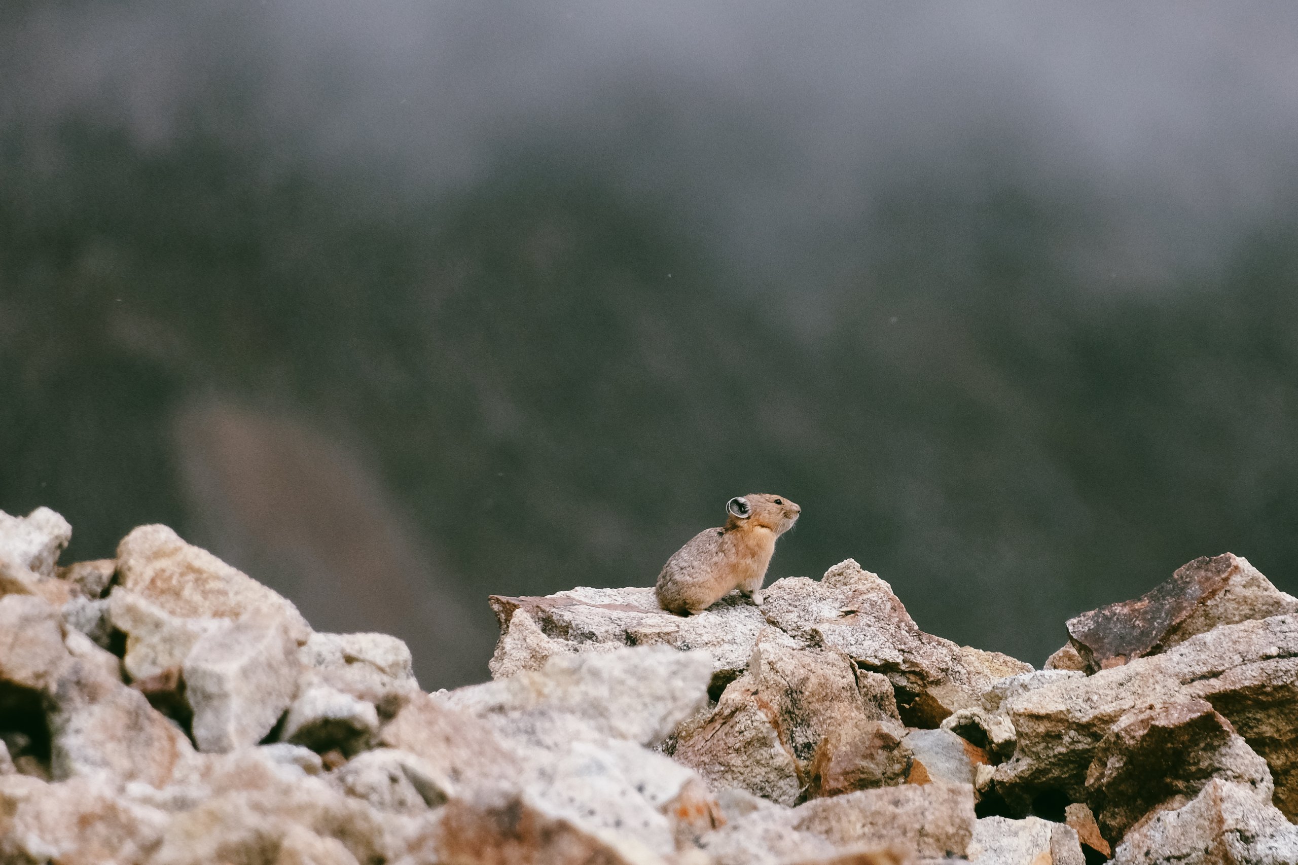 Wildlife photograph by Craig Goodwin
