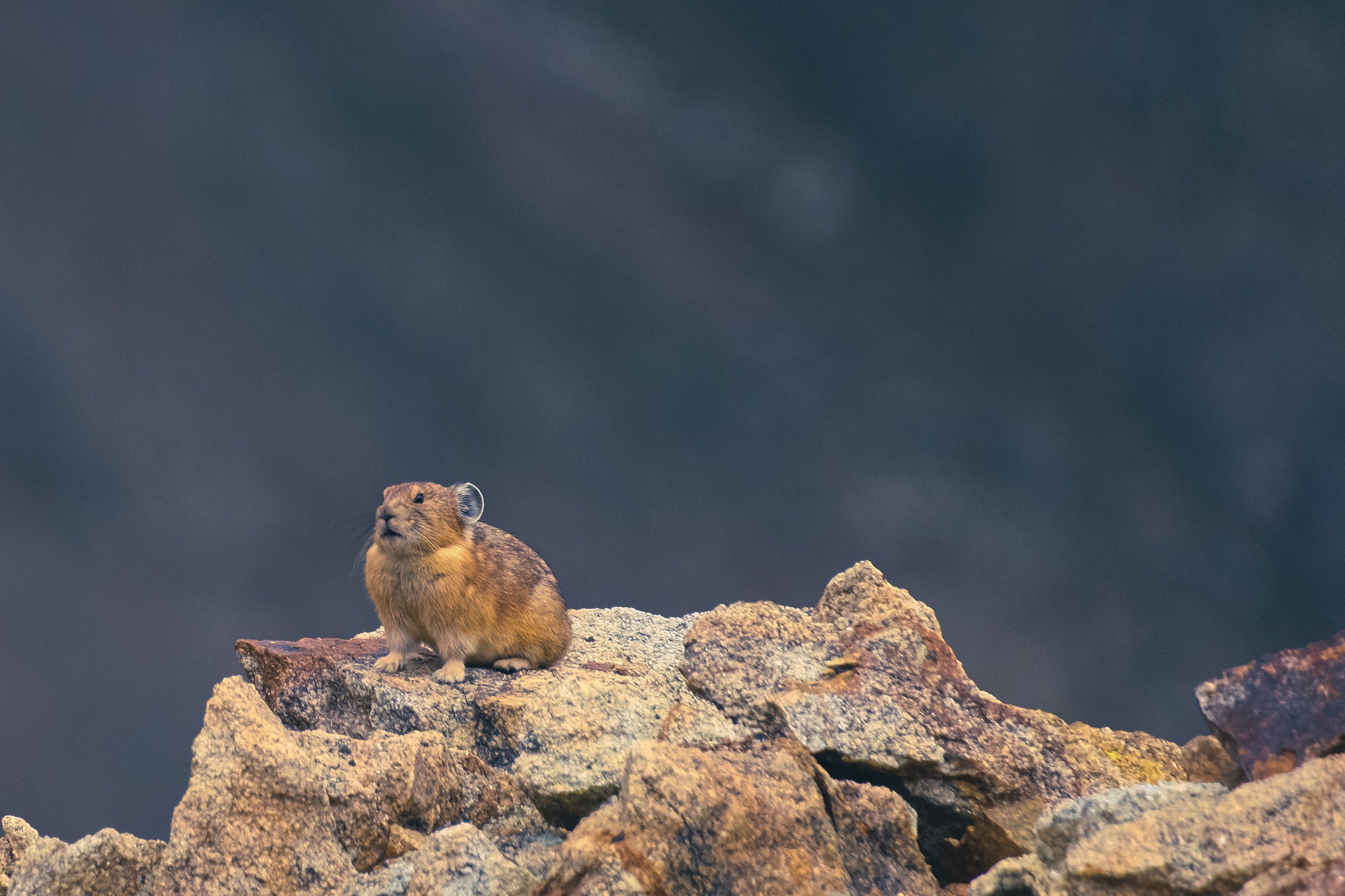 Wildlife photograph by Craig Goodwin