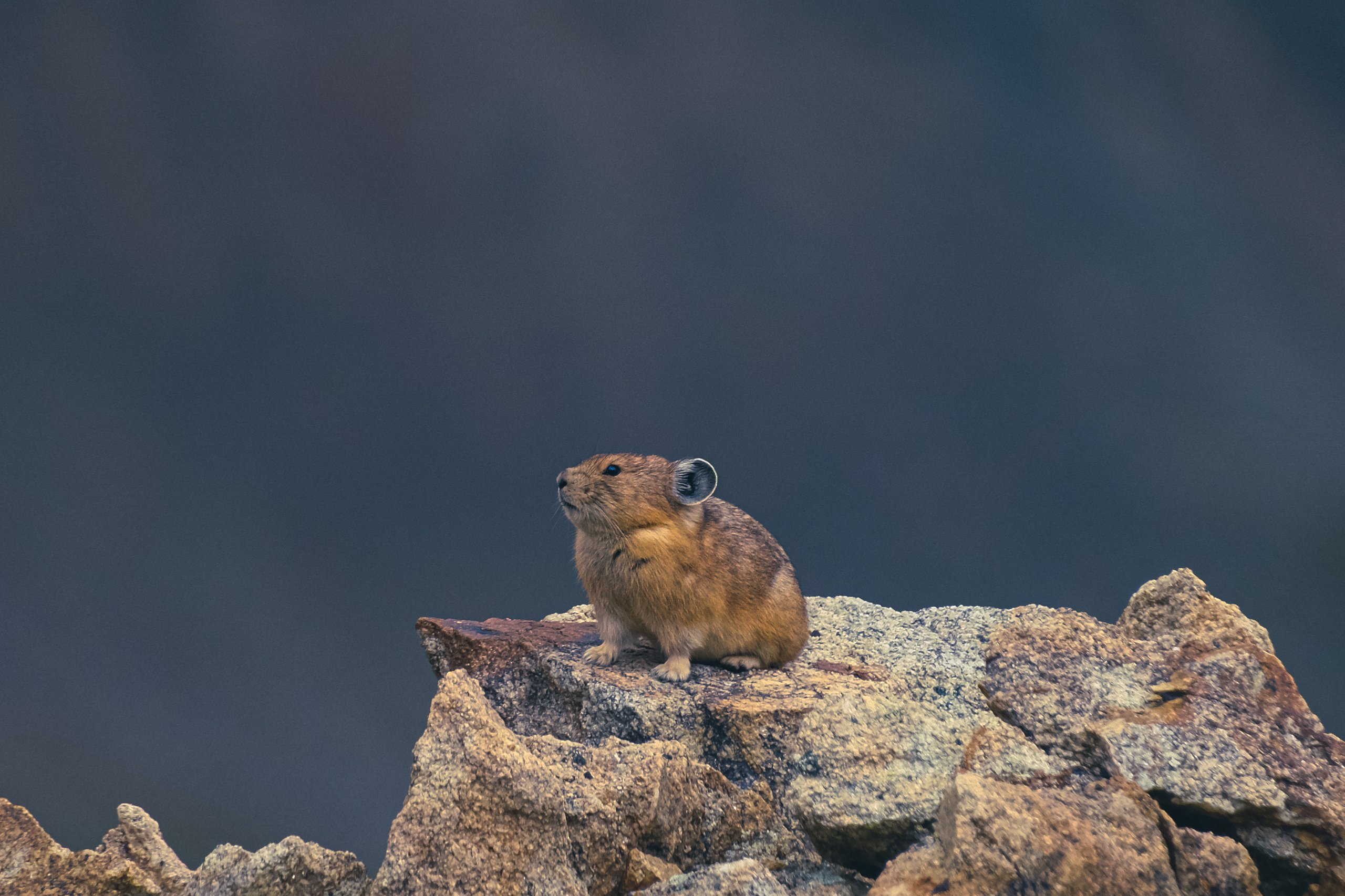 Wildlife photograph by Craig Goodwin