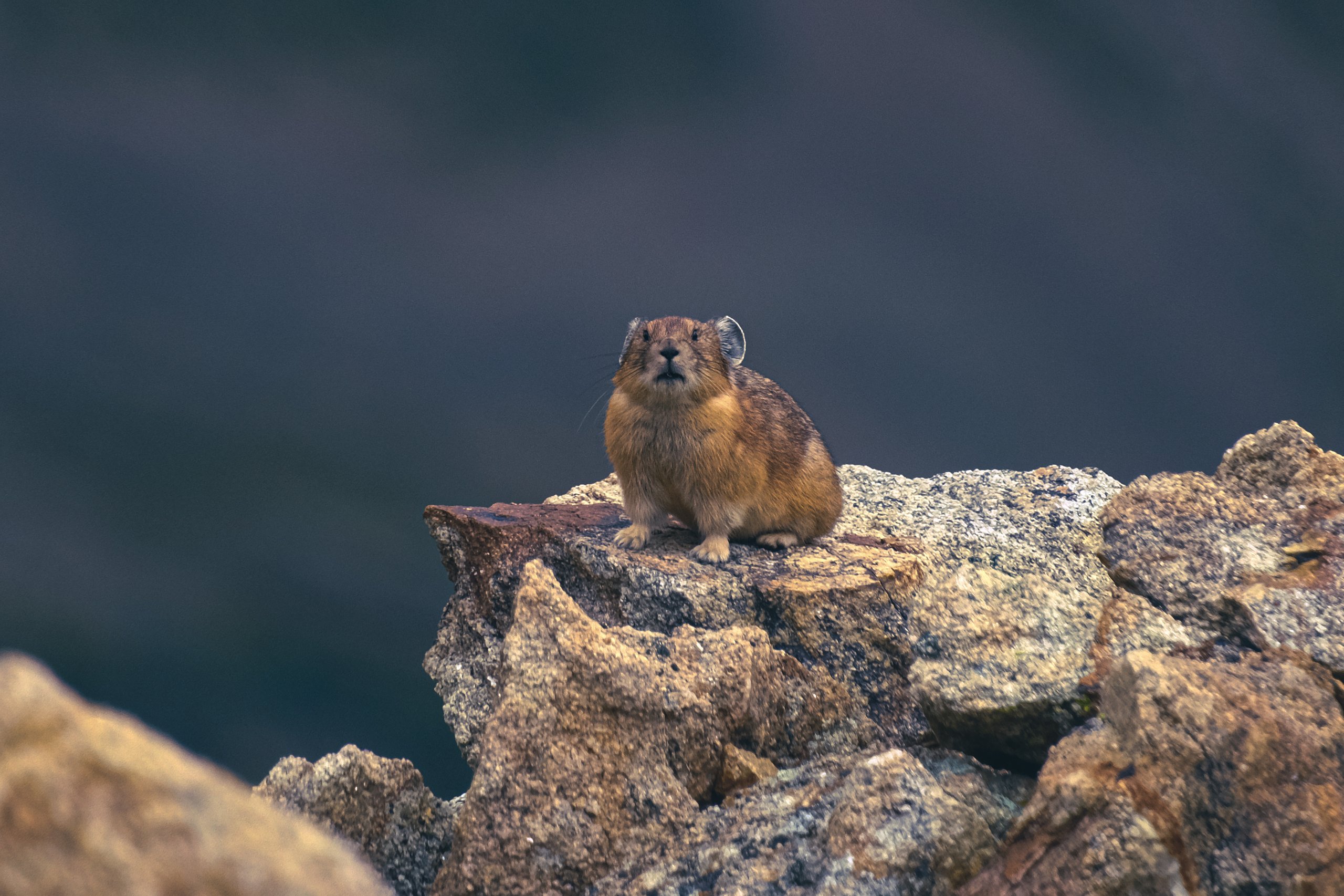 Wildlife photograph by Craig Goodwin