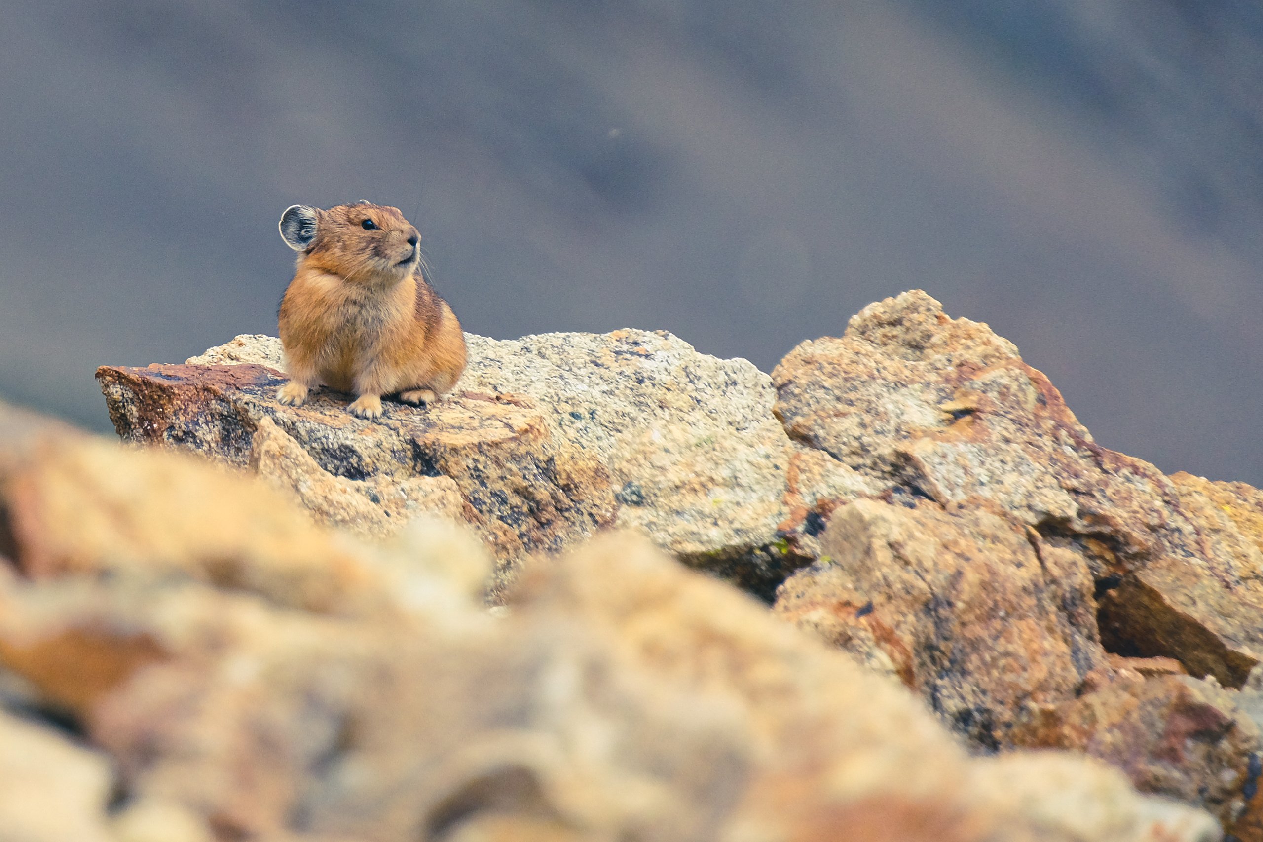 Wildlife photograph by Craig Goodwin