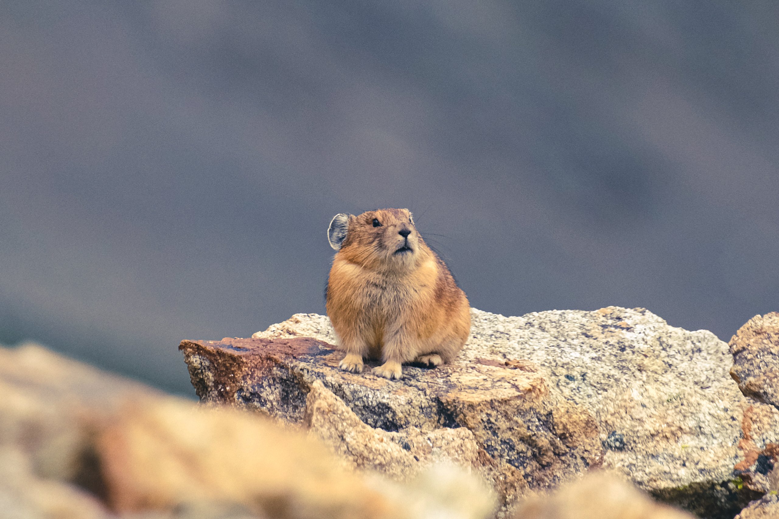 Wildlife photograph by Craig Goodwin