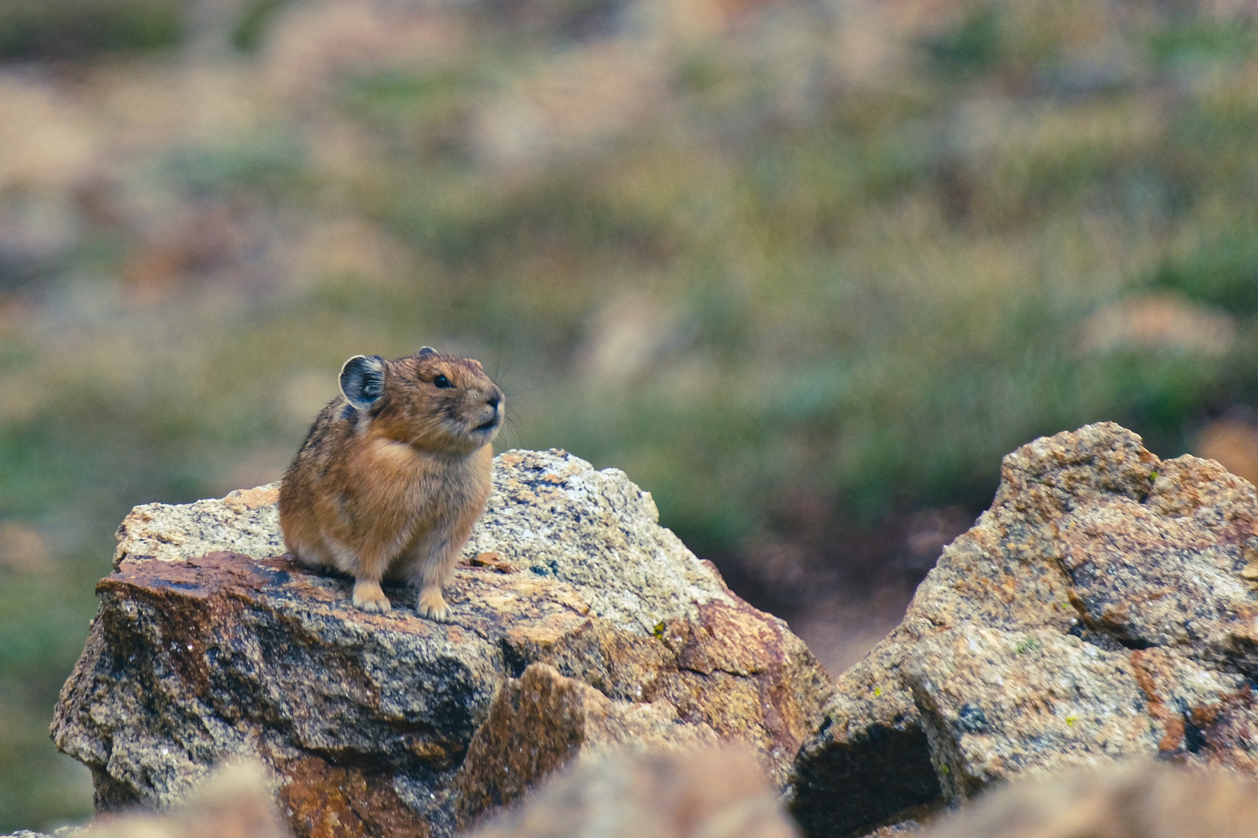 Wildlife photograph by Craig Goodwin
