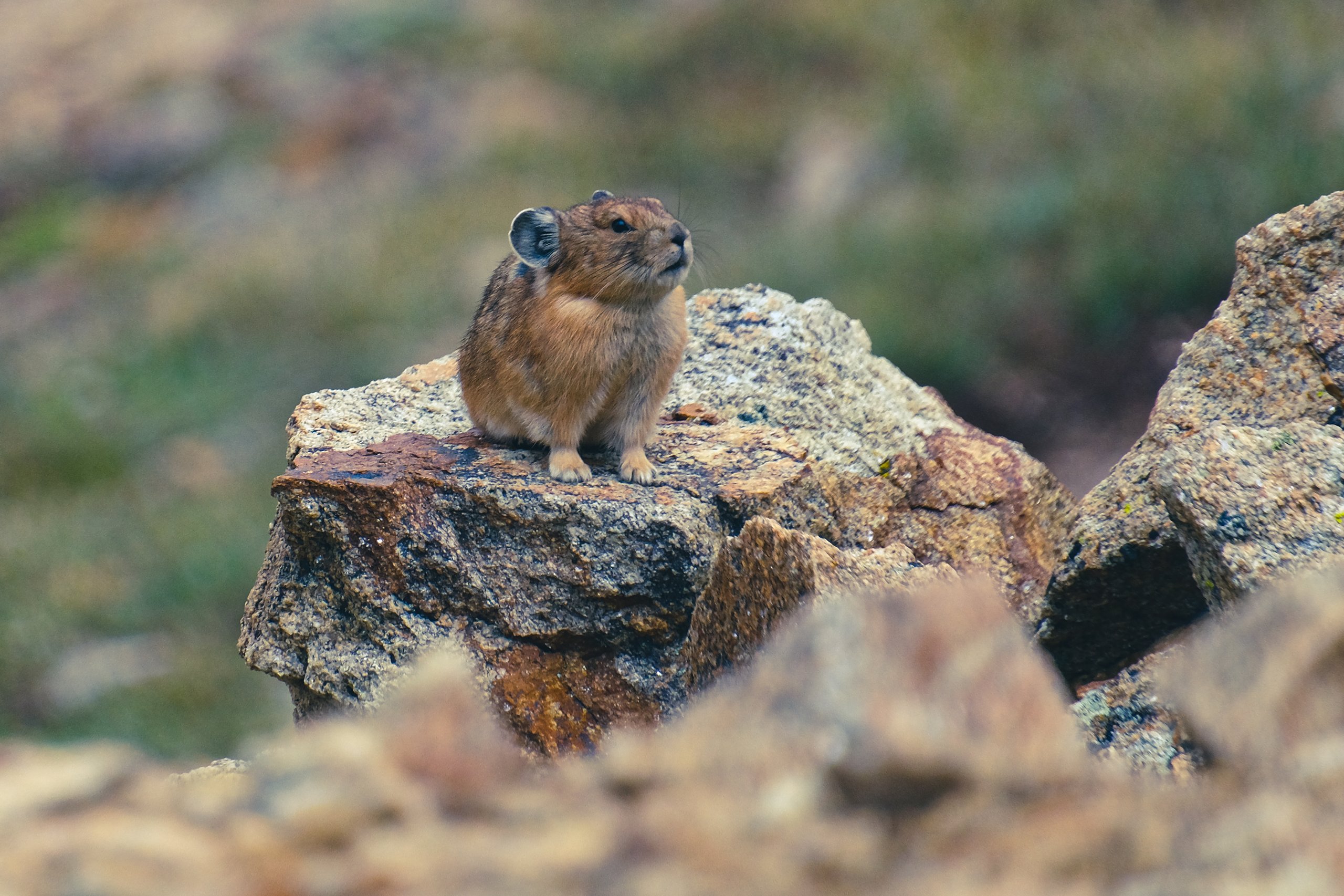 Wildlife photograph by Craig Goodwin