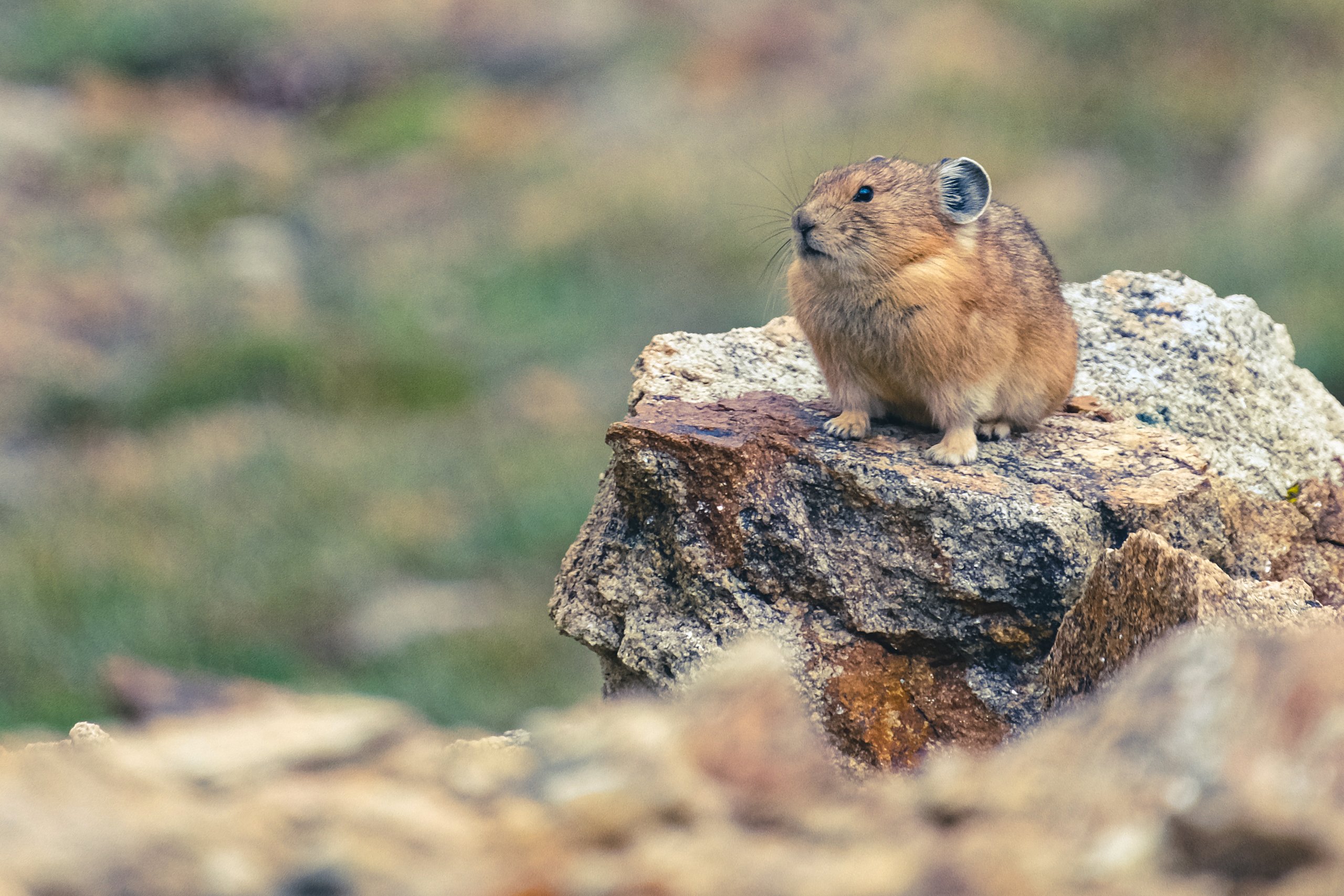 Wildlife photograph by Craig Goodwin