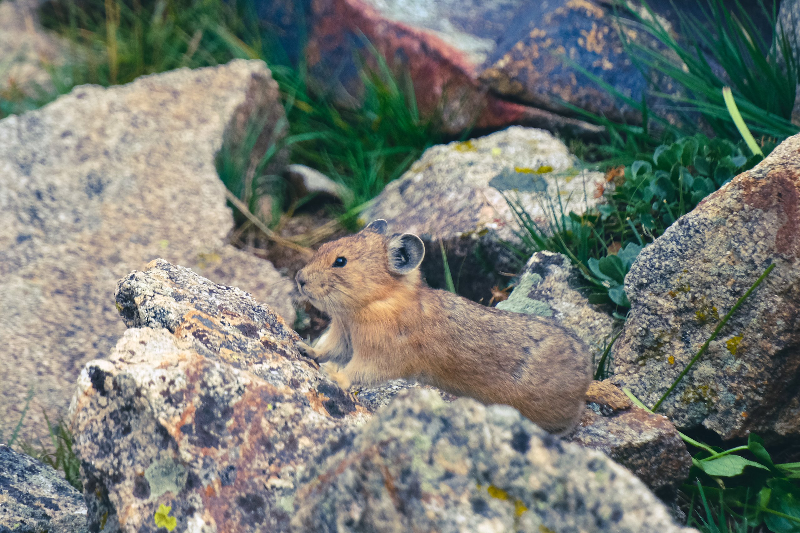 Wildlife photograph by Craig Goodwin