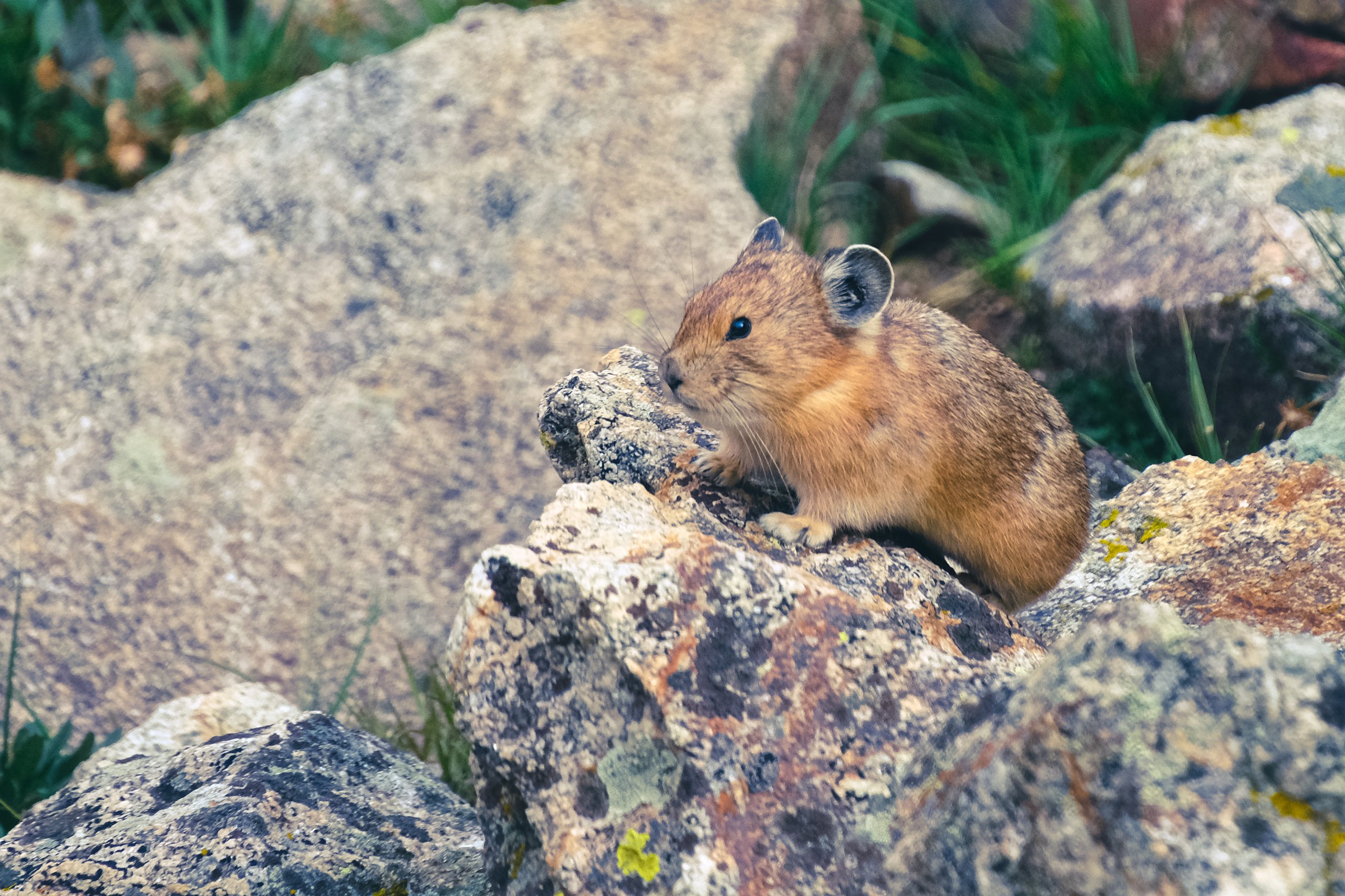 Wildlife photograph by Craig Goodwin