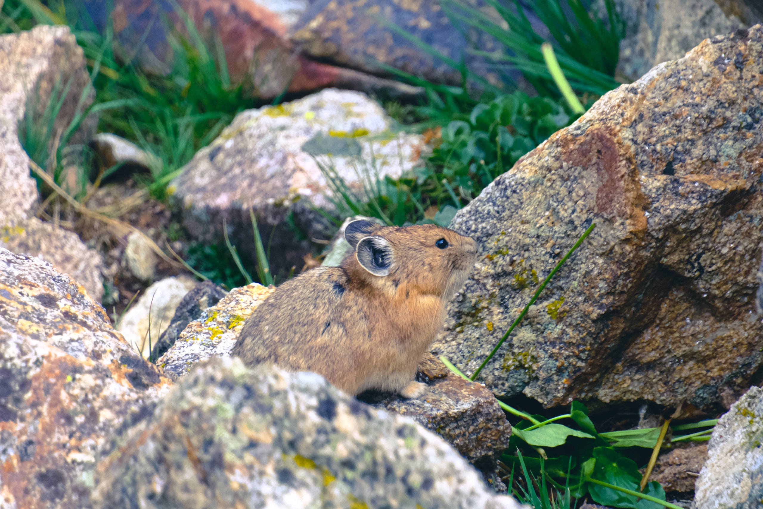 Wildlife photograph by Craig Goodwin