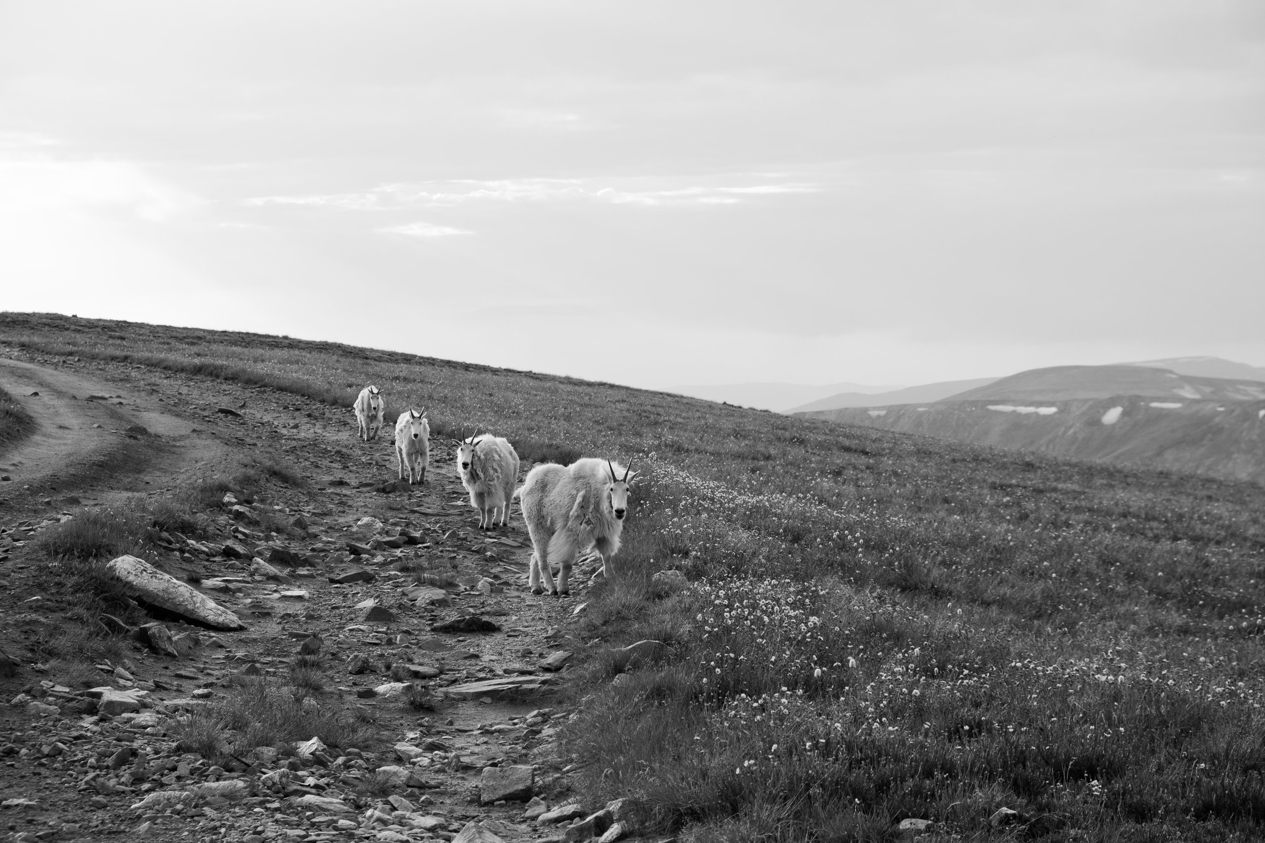 Wildlife photograph by Craig Goodwin