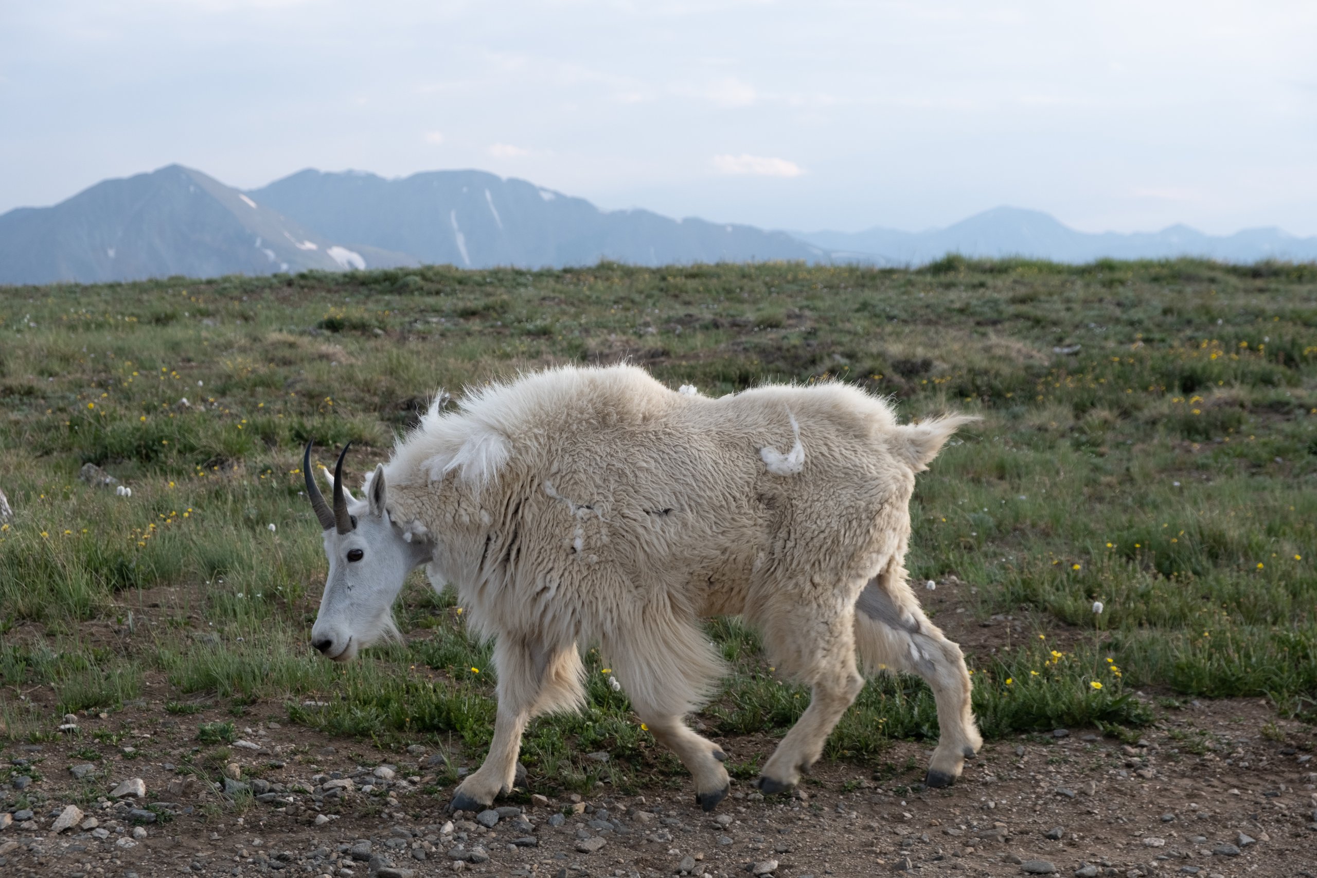 Wildlife photograph by Craig Goodwin