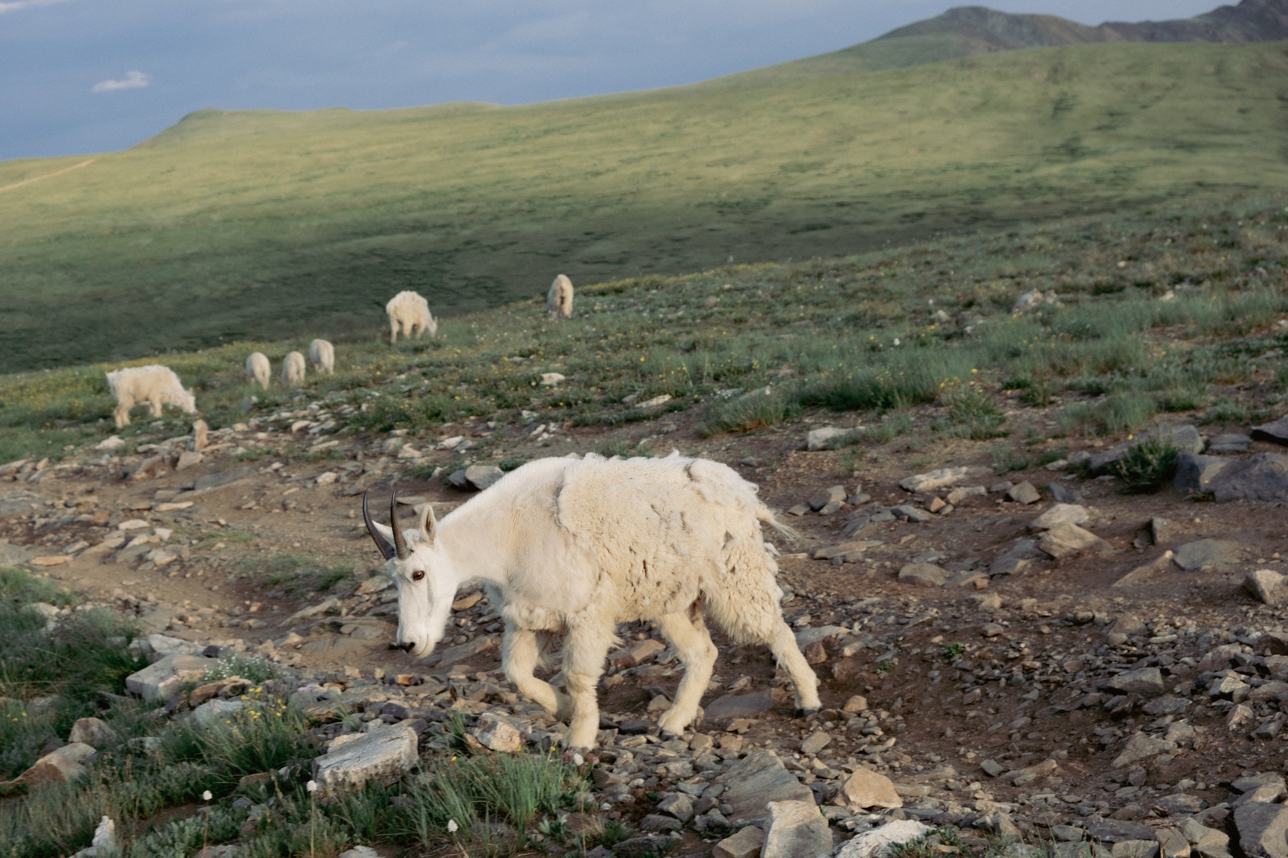 Wildlife photograph by Craig Goodwin
