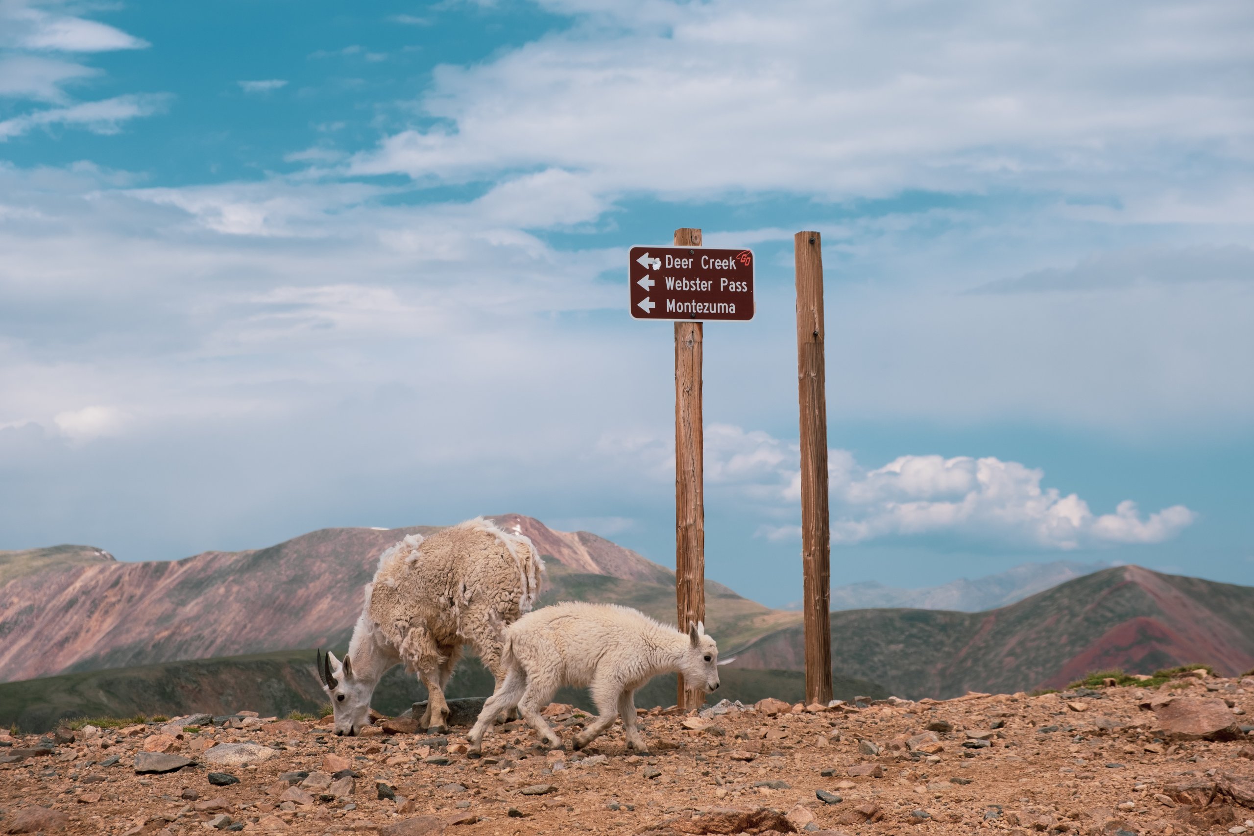 Wildlife photograph by Craig Goodwin