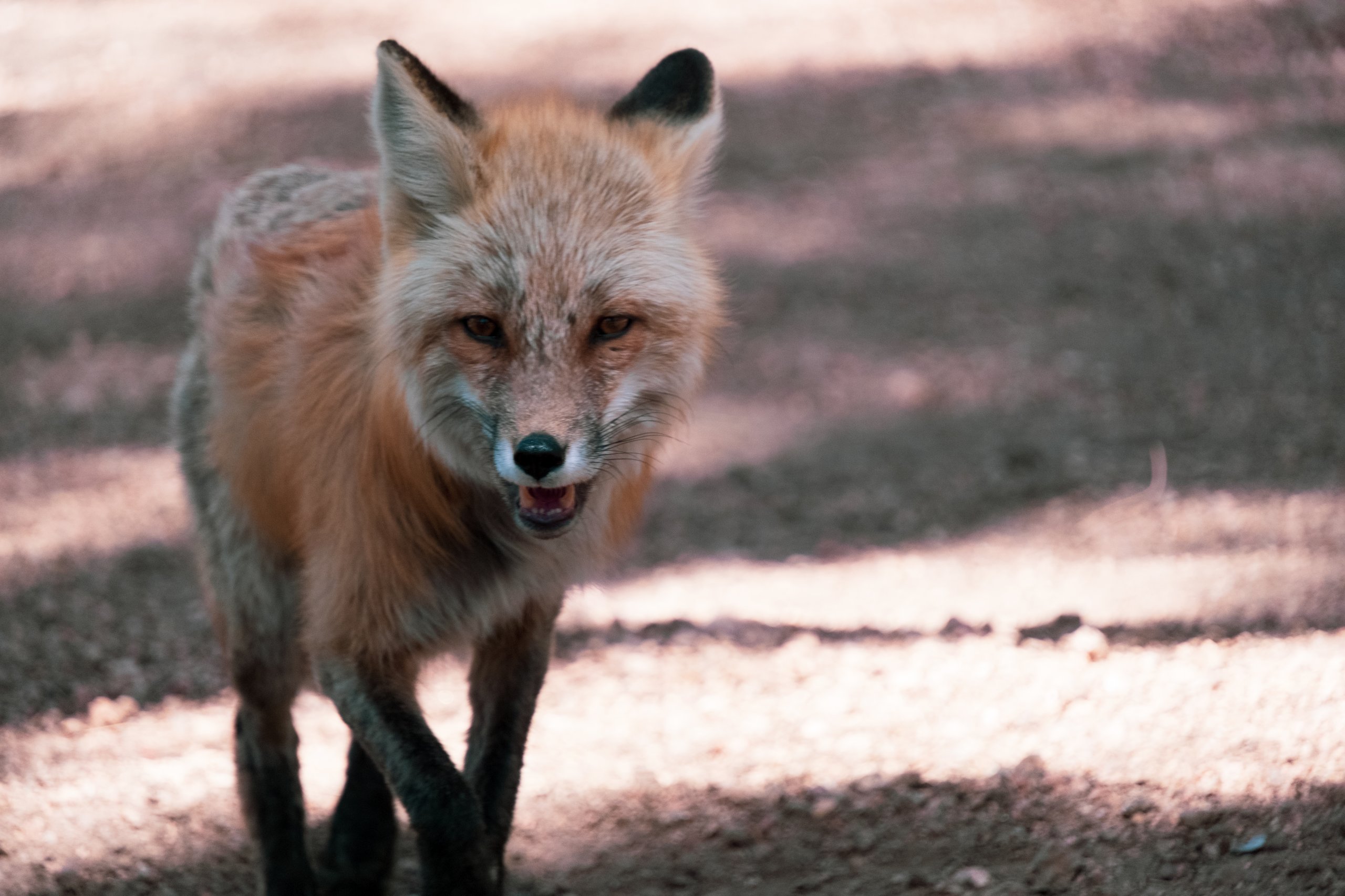 Wildlife photograph by Craig Goodwin