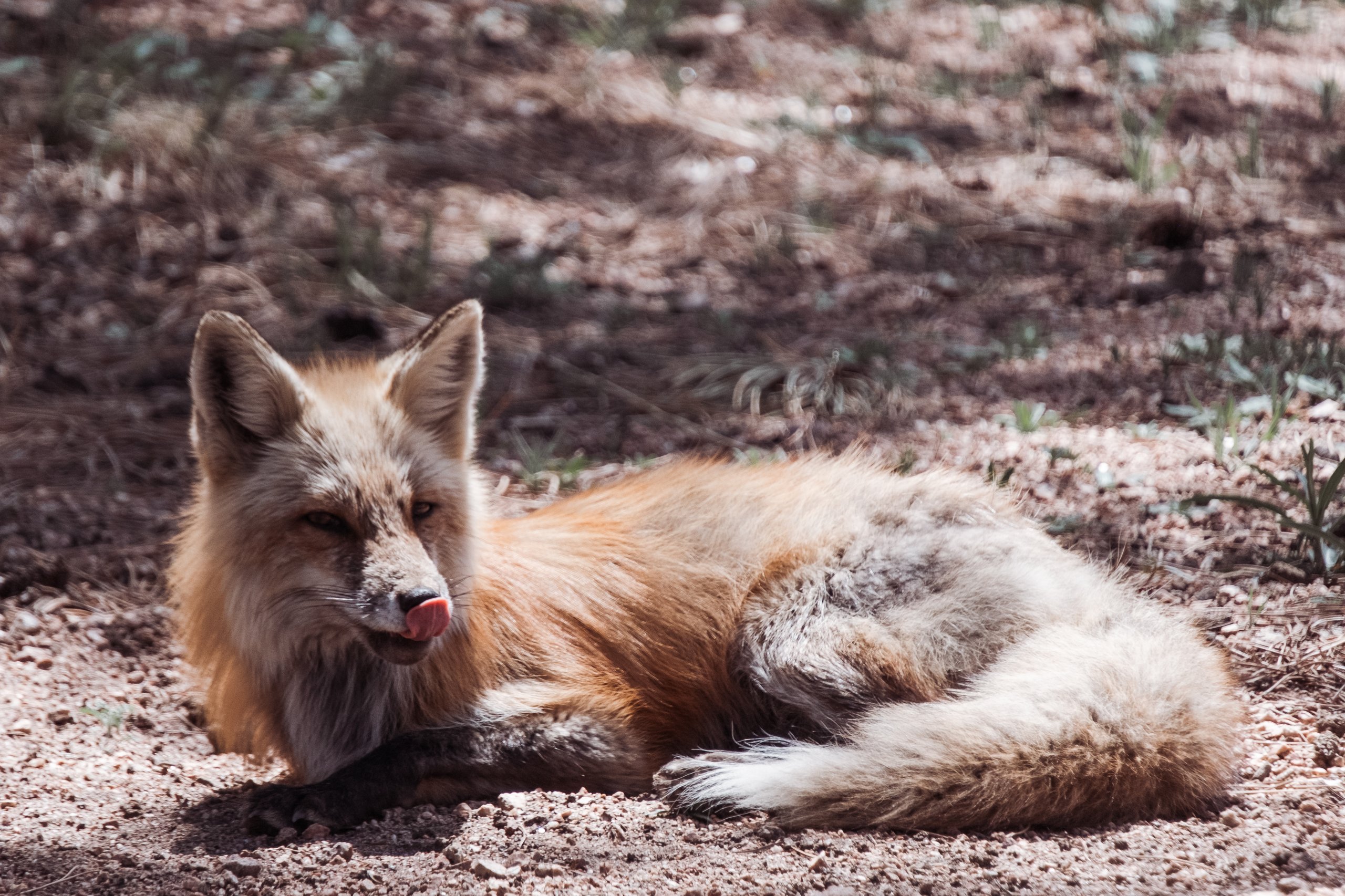 Wildlife photograph by Craig Goodwin