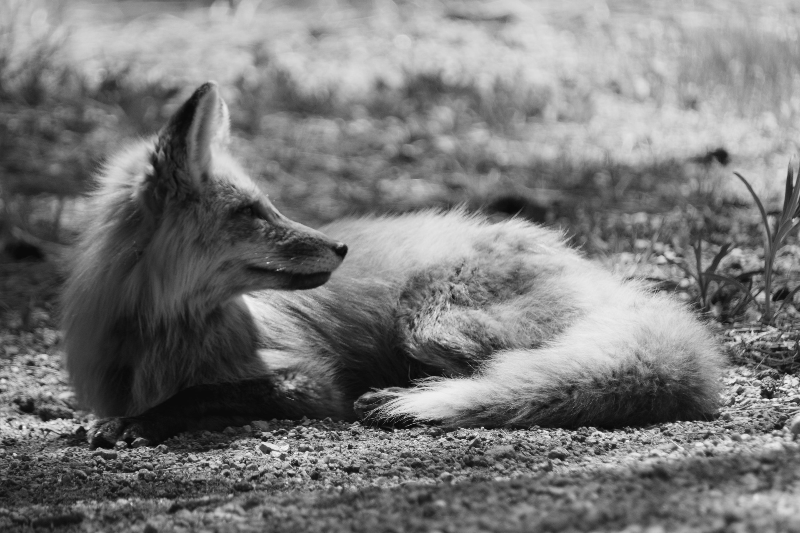 Wildlife photograph by Craig Goodwin