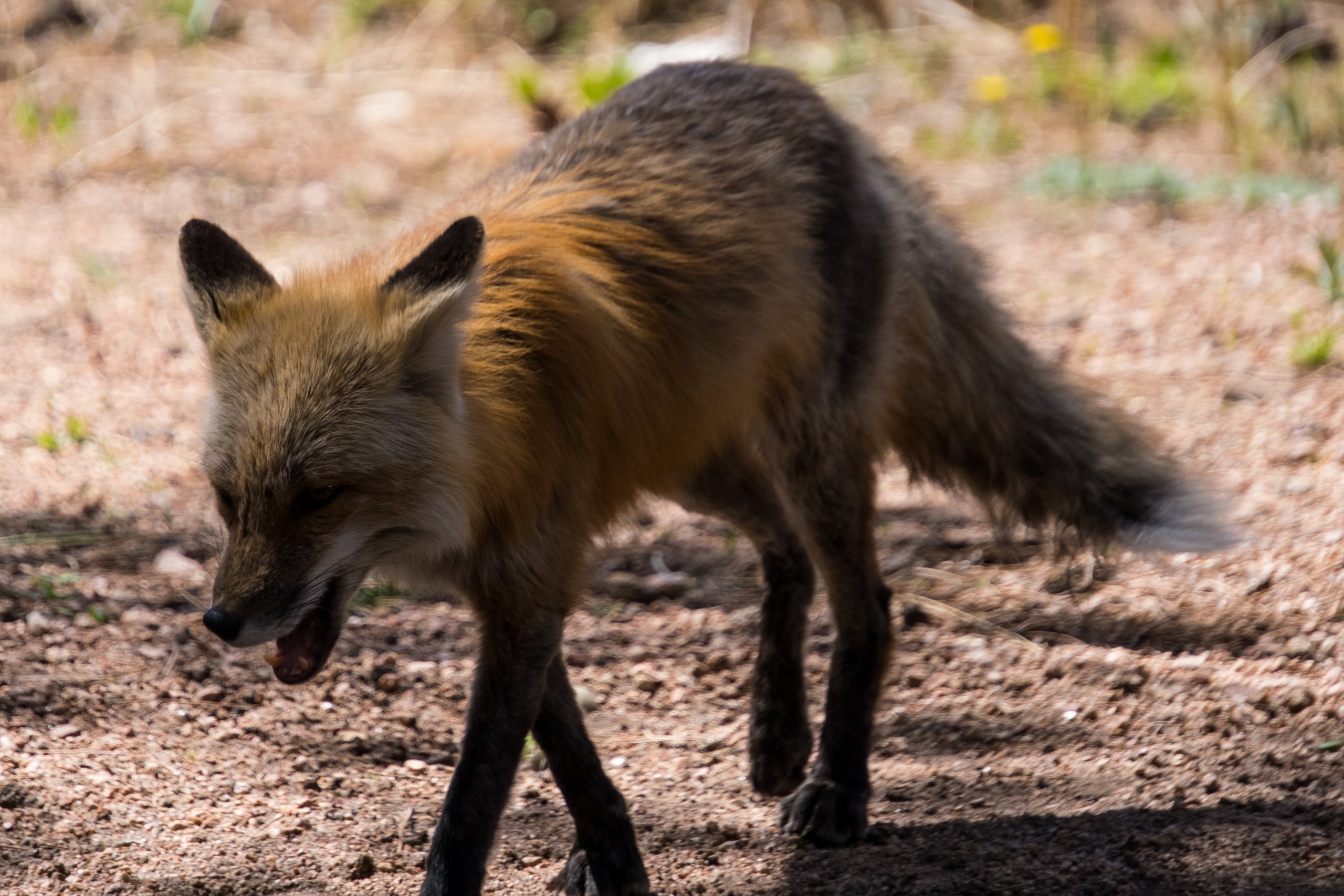 Wildlife photograph by Craig Goodwin