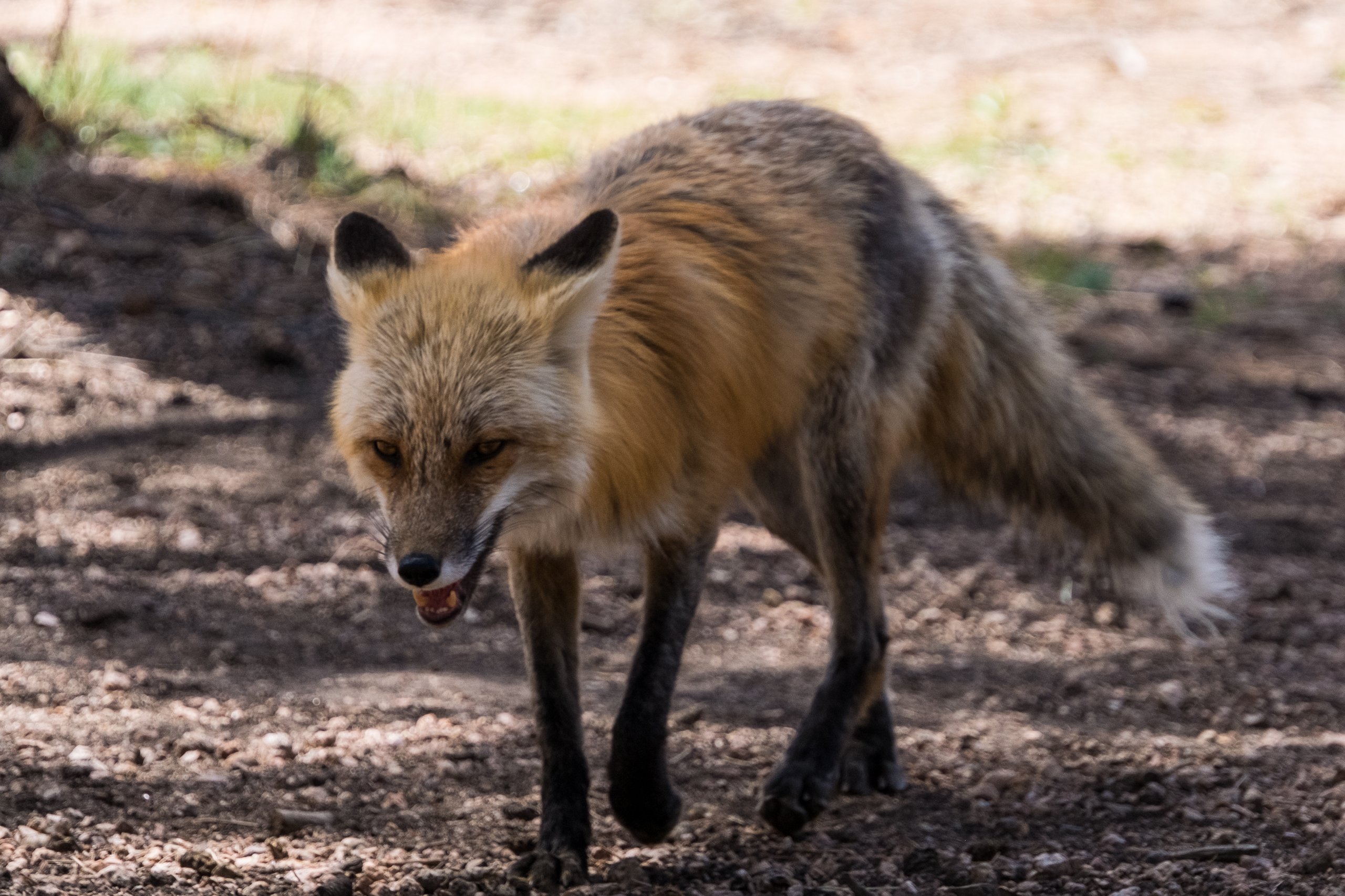 Wildlife photograph by Craig Goodwin